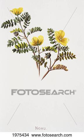 C. 1885 Isabella Sinclair, Nohu Blossoms Of The Hawaiian Islands. View Large Photo Image Picture - C. 1885 Isabella Sinclair, Nohu Blossoms Of The Hawaiian Islands.. Fotosearch