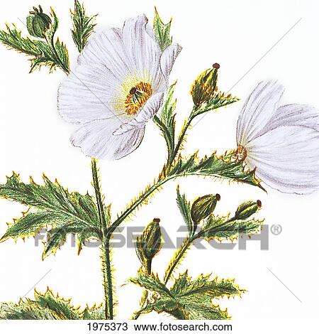 Stock Image - C. 1885 Isabella Sinclair, Pua Kala Flowers.. Fotosearch