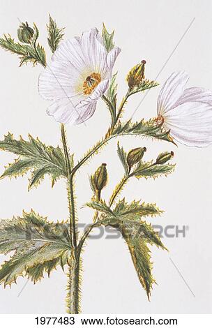 C. 1885 Isabella Sinclair, Pua Kala Flowers. View Large Photo Image Stock Image - C. 1885 Isabella Sinclair, Pua Kala Flowers.. Fotosearch