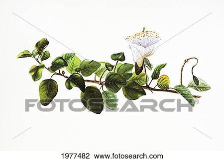 Stock Image - C. 1885 Isabella Sinclair, Puapilo Plant And Blossom.. Fotosearch