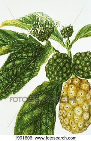 Stock Photograph - C. 1890, Isabella Sinclair, Closuep Of Noni Fruit And Blossoms On Tree.. Fotosearch