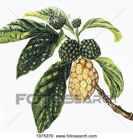 Stock Image - C. 1890 Isabella Sinclair, Noni Fruit And Blossoms.. Fotosearch