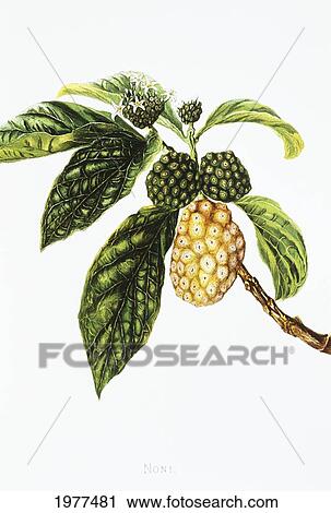 Stock Image - C. 1890 Isabella Sinclair, Noni Fruit And Blossoms.. Fotosearch