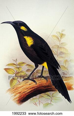 C 13 1900 イラスト ハワイ Maui Molokai ネイティブ ハワイ Birds ストックイメージ Fotosearch