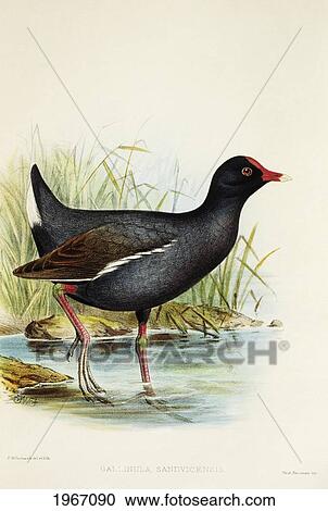 C. 1893-1900 Frederick Frohawk, Native Hawaiian Birds, Vintage Painting Of Hawaiian Moorhen Or 'alae 'ula (Gallinula Chloropus Sandvicensis). View Large Photo Image Stock Image - C. 1893-1900 Frederick Frohawk, Native Hawaiian Birds, Vintage Painting Of Hawaiian Moorhen Or 'alae 'ula (Gallinula Chloropus Sandvicensis).. Fotosearch