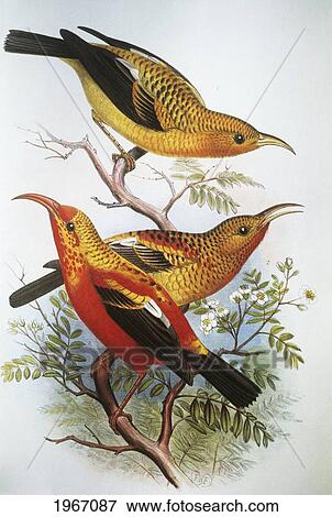 Stock Photo - C. 1893-1900 Frederick Frohawk, Native Hawaiian Birds, Vintage Painting Of Unique Species Of I'iwi.. Fotosearch