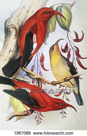 Stock Photo - C. 1893-1900 Frederick Frohawk, Native Hawaiian Birds, Vintage Painting Of Red Hawaiian Honeycreeper Or I'iwi Polena (Vestiaria Coccinea).. Fotosearch