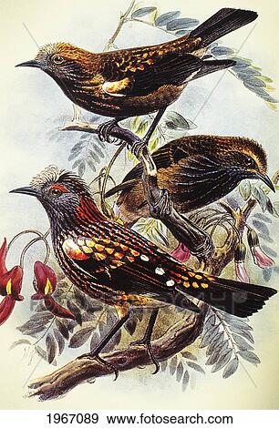Stock Photo - C. 1893-1900 Frederick Frohawk, Native Hawaiian Birds, Vintage Painting Of Crested Honeycreeper Or Akohekohe (Palmeria Dolei).. Fotosearch