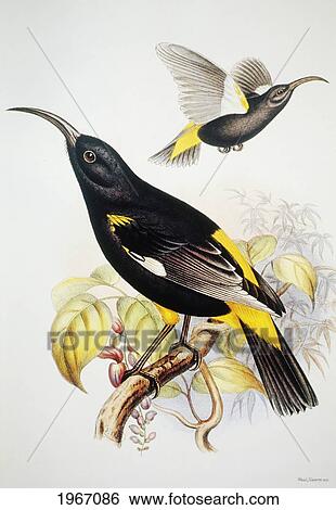 C. 1893-1900 Frederick Frohawk, Native Hawaiian Birds, Vintage Painting Of Hawaii Mamo (Drepanis Pacifica). View Large Photo Image Stock Photograph - C. 1893-1900 Frederick Frohawk, Native Hawaiian Birds, Vintage Painting Of Hawaii Mamo (Drepanis Pacifica).. Fotosearch
