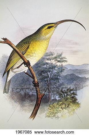 Stock Photography - C. 1893-1900 Frederick Frohawk, Native Hawaiian Birds, Vintage Painting Of Greater Akialoa (Hemignathus Ellisianus).. Fotosearch