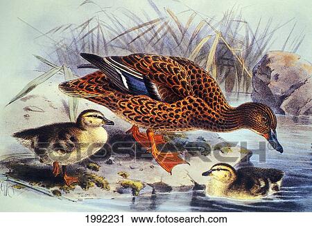 C. 1893-1900 Illustration, Family Of Koloa, Native Birds Of Hawaii. View Large Photo Image Stock Image - C. 1893-1900 Illustration, Family Of Koloa, Native Birds Of Hawaii.. Fotosearch