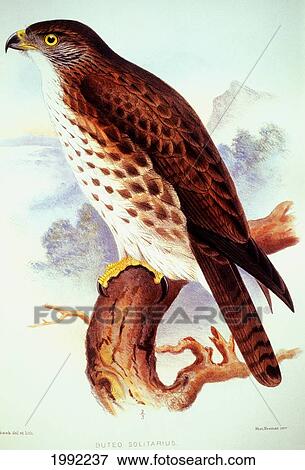 C. 1893-1900 Illustration, Io/Light Phase Adult, Native Hawaiian Bird. View Large Photo Image Stock Photo - C. 1893-1900 Illustration, Io/Light Phase Adult, Native Hawaiian Bird.. Fotosearch