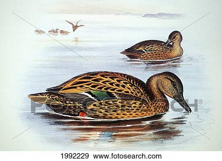 Stock Photo - C. 1893-1900 Illustration, Koloa, Native Birds Of Hawaii.. Fotosearch