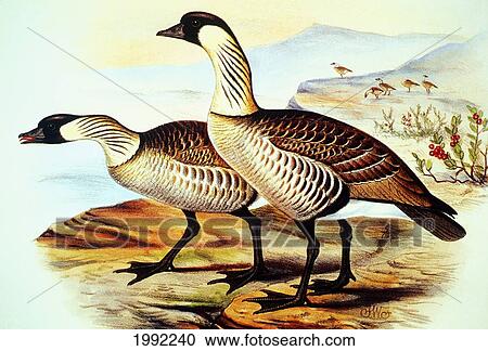 C. 1893-1900 Illustration, Nene, Native Hawaiian Bird. View Large Photo Image Stock Image - C. 1893-1900 Illustration, Nene, Native Hawaiian Bird.. Fotosearch