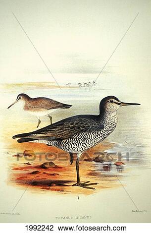 C. 1893-1900 Illustration, Ulili Or Wandering Tattle, Native Hawaiian Bird. View Large Photo Image Stock Image - C. 1893-1900 Illustration, Ulili Or Wandering Tattle, Native Hawaiian Bird.. Fotosearch