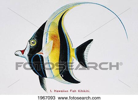 C. 1895/1905 Frederick Frohawk, Native Hawaiian Fish, Vintage Painting Of Moorish Idol Or Kihikihi (Zanclus Cornutus). View Large Photo Image Stock Image - C. 1895/1905 Frederick Frohawk, Native Hawaiian Fish, Vintage Painting Of Moorish Idol Or Kihikihi (Zanclus Cornutus).. Fotosearch