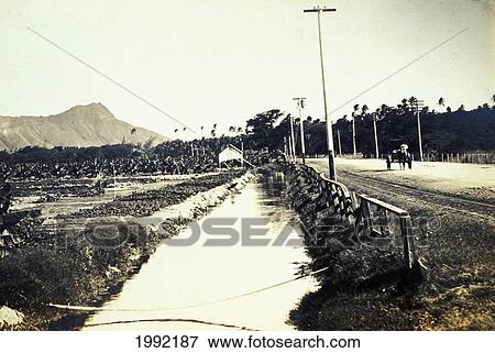 Stock Photo - C. 1905 Postcard, Hawaii, Oahu, Honolulu, Kalakaua, The Road To Waikiki.. Fotosearch