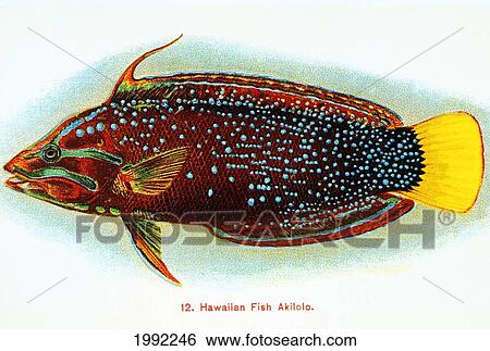 Stock Photograph - C. 1905 Postcard, Hawaiian Fish, Akilolo. Fotosearch