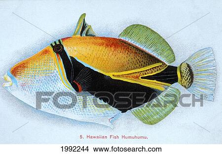 C. 1905 Postcard, Hawaiian Triggerfish (Rhinecanthus Rectangulus) Or Humuhumunukunukuapuaa View Large Photo Image Picture - C. 1905 Postcard, Hawaiian Triggerfish (Rhinecanthus Rectangulus) Or Humuhumunukunukuapuaa. Fotosearch