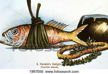 C. 1915 Traditional Hawaiian Foods, Fish, Etc. View Large Photo Image Stock Photography - C. 1915 Traditional Hawaiian Foods, Fish, Etc.. Fotosearch