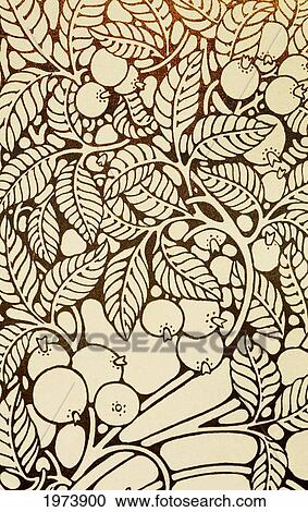 C. 1920 Guava Pattern Illustration, Vintage Hawaiian Art. View Large Photo Image Stock Image - C. 1920 Guava Pattern Illustration, Vintage Hawaiian Art.. Fotosearch