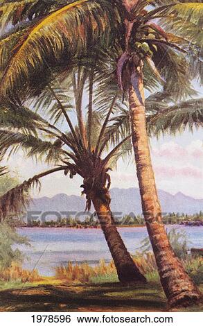 C. 1925, Helen Dranga Art, Hawaii, Oahu, View Of Waianae Mountain Range Through Palm Trees. View Large Photo Image Stock Photograph - C. 1925, Helen Dranga Art, Hawaii, Oahu, View Of Waianae Mountain Range Through Palm Trees.. Fotosearch