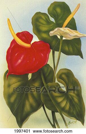 Stock Image - C. 1940 Hawaii, Art, Anthurium. Fotosearch