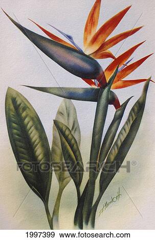 Stock Photo - C. 1940 Hawaii, Art, Bird Of Paradise Flower. Fotosearch