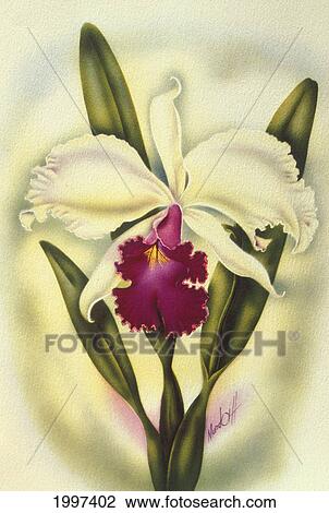 C. 1940 Hawaii, Art, Cattleya Orchid View Large Photo Image Stock Image - C. 1940 Hawaii, Art, Cattleya Orchid. Fotosearch