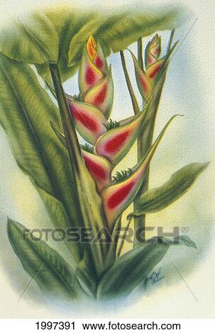 Stock Image - C. 1940 Hawaii, Art, Heliconia. Fotosearch