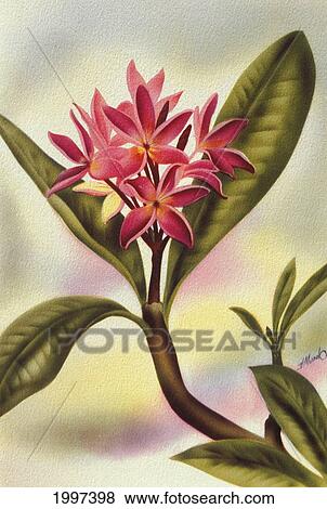 Stock Photo - C. 1940 Hawaii, Art, Pink Plumeria On Branch. Fotosearch