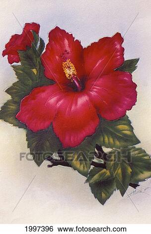 C. 1940 Hawaii, Art, Red Hibiscus View Large Photo Image Stock Photograph - C. 1940 Hawaii, Art, Red Hibiscus. Fotosearch
