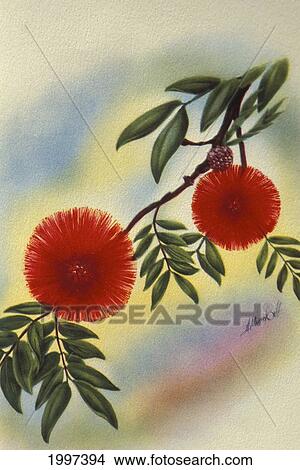 Picture - C. 1940 Hawaii, Art, Red Lehua. Fotosearch