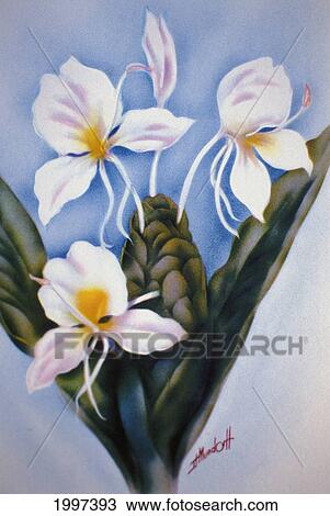 C. 1940 Hawaii, Art, White Ginger View Large Photo Image Stock Image - C. 1940 Hawaii, Art, White Ginger. Fotosearch