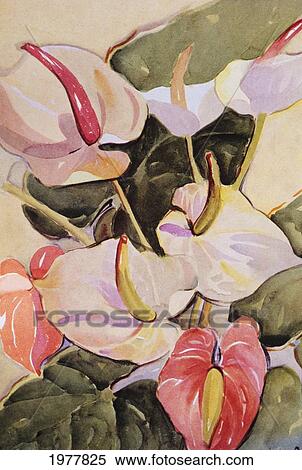 Stock Photography - C. 1940, Illustration, Hawaii, Pink And White Anthurium.. Fotosearch