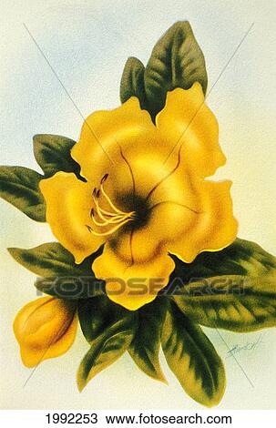 Stock Image - C. 1940 Illustration, Hawaiian Flower, Cup Of Gold, Mundorf. Fotosearch