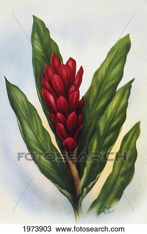 C. 1940, Red Ginger, Vintage Hawaiian Art By Ted Mundorf. View Large Photo Image Stock Image - C. 1940, Red Ginger, Vintage Hawaiian Art By Ted Mundorf.. Fotosearch