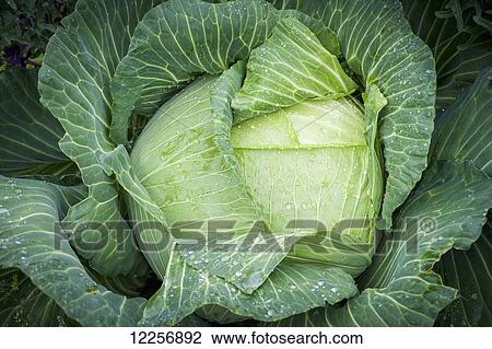 Stock Image - Cabbage (brassica oleracea) covered in dew; Fairbanks, Alaska, United States of America. Fotosearch