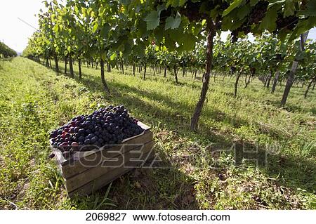 Stock Photo - Cabernet Sauvignon Grapes In A Box In A Vineyard Of Valle De La Concepci. Fotosearch