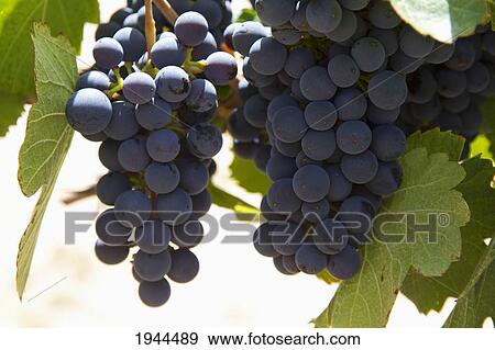 Stock Photo - Cabernet Sauvignon grapes on the vine in the vineyard of Finca Las Nubes winery, Cafayate, Salta, Argentina. Fotosearch