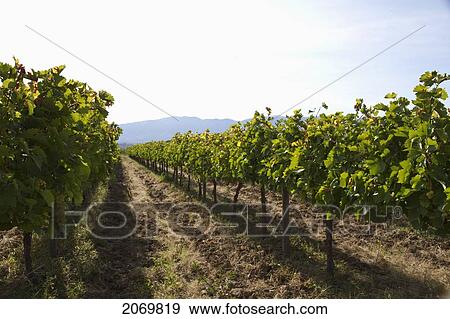 Cabernet Sauvignon Vines In A Vineyard Of Valle De La Concepci View Large Photo Image Stock Photo - Cabernet Sauvignon Vines In A Vineyard Of Valle De La Concepci. Fotosearch