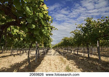 Stock Photograph - Cabernet Sauvignon Vines In A Vineyard Of Valle De La Concepci. Fotosearch