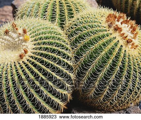 Stock Image - Cacti In Jardin De Cactus, Close-Up. Fotosearch