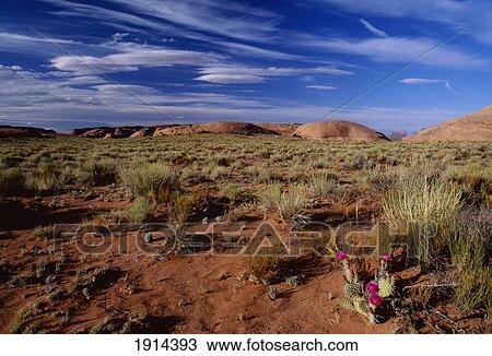 Stock Image - Cacti In Monument Valley. Fotosearch