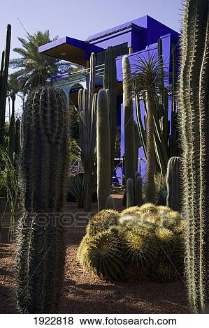 Stock Photo - Cacti In The Majorelle Gardens, Marrakesh, Morocco. Fotosearch