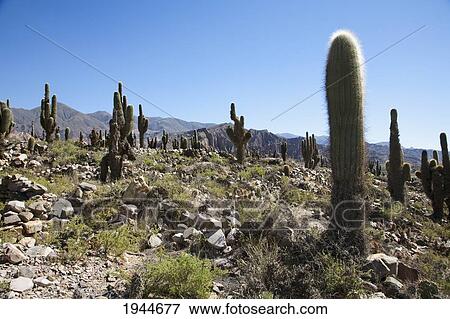 Stock Photo - Cacti, Pucara de Tilcara, Jujuy, Argentina. Fotosearch