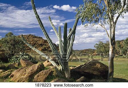 Cactus, Alice Springs View Large Photo Image Stock Image - Cactus, Alice Springs. Fotosearch