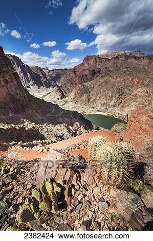Picture - Cactus along the Kaibib trail, Grand Canyon National Park; Arizona, United States of America. Fotosearch