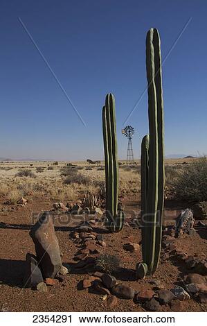 Stock Image - Cactus And Windmill; Namibia. Fotosearch