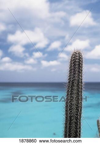 Stock Image - Cactus Beside Knip Beach. Fotosearch
